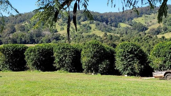 Peter and Traecy Hinner’s coffee plantation at Kin Kin.