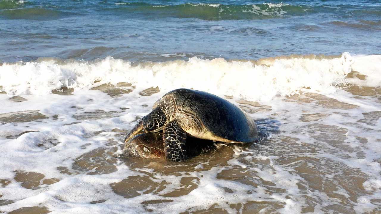 Loved-up turtles caught in the act | The Courier Mail