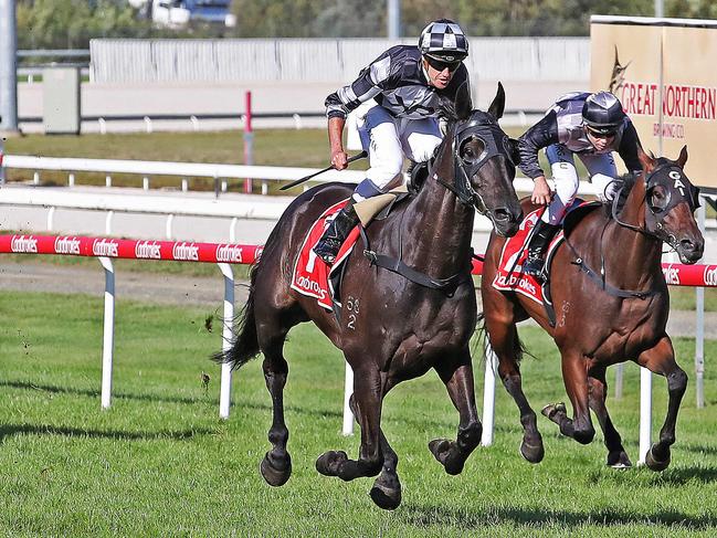 Jockey Billy Egan rides Home by Midnight to victory in the Launceston Cup at the Mowbray Racecourse. Picture: ZAK SIMMONDS