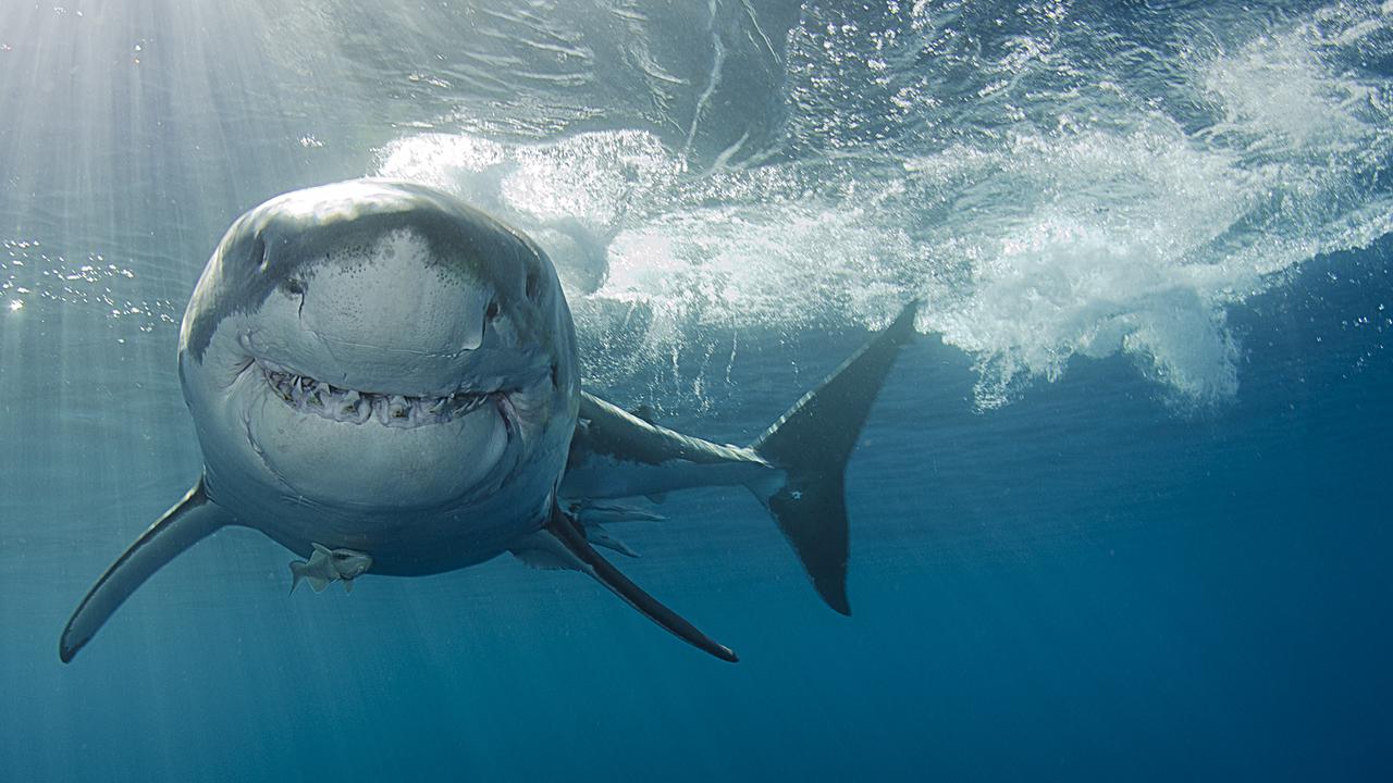 Come face-to-face with a great white shark.