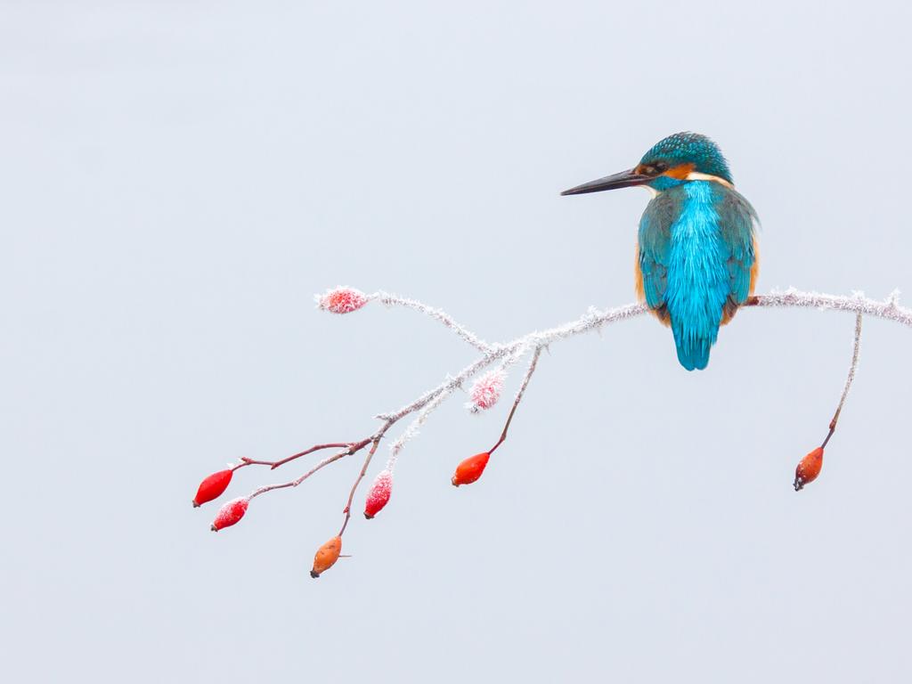 Bird Photographer of the Year Awards 2017 . Ice Magic. Category: Best Portrait Awards: Honourable Mention Photographer: Tibor Litauszki “ My old desire was to photograph a king fisher and this January I had the opportunity. Since it really cold that night, it was out of question that a frozen hip branch would be the best place to land for my king fisher. Location: Hungary