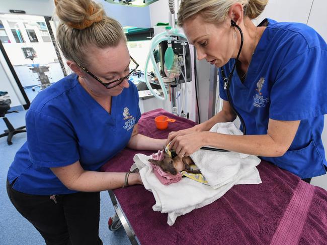 The Byron Wildlife Hospital will be going on the road to various parts of the Northern Rivers and southeast Queensland. Photo:  James D Morgan |Getty Images