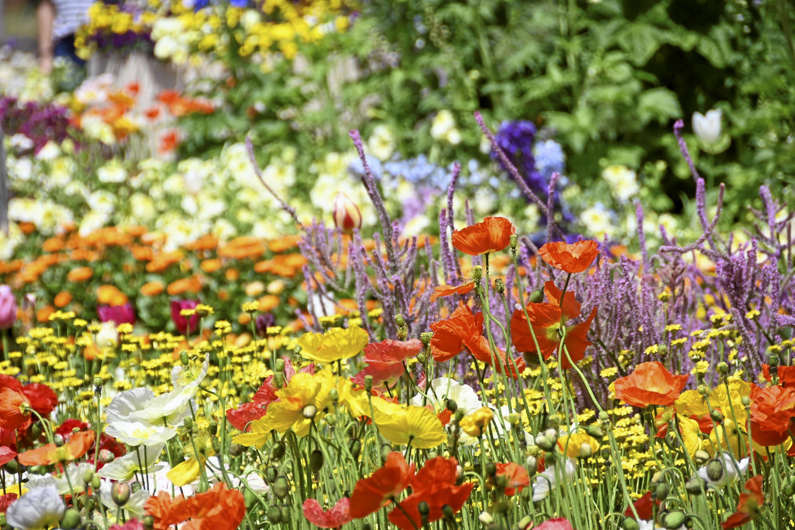 Carnival of Flowers 2019: Queens Park. September 28. Picture: Bev Lacey