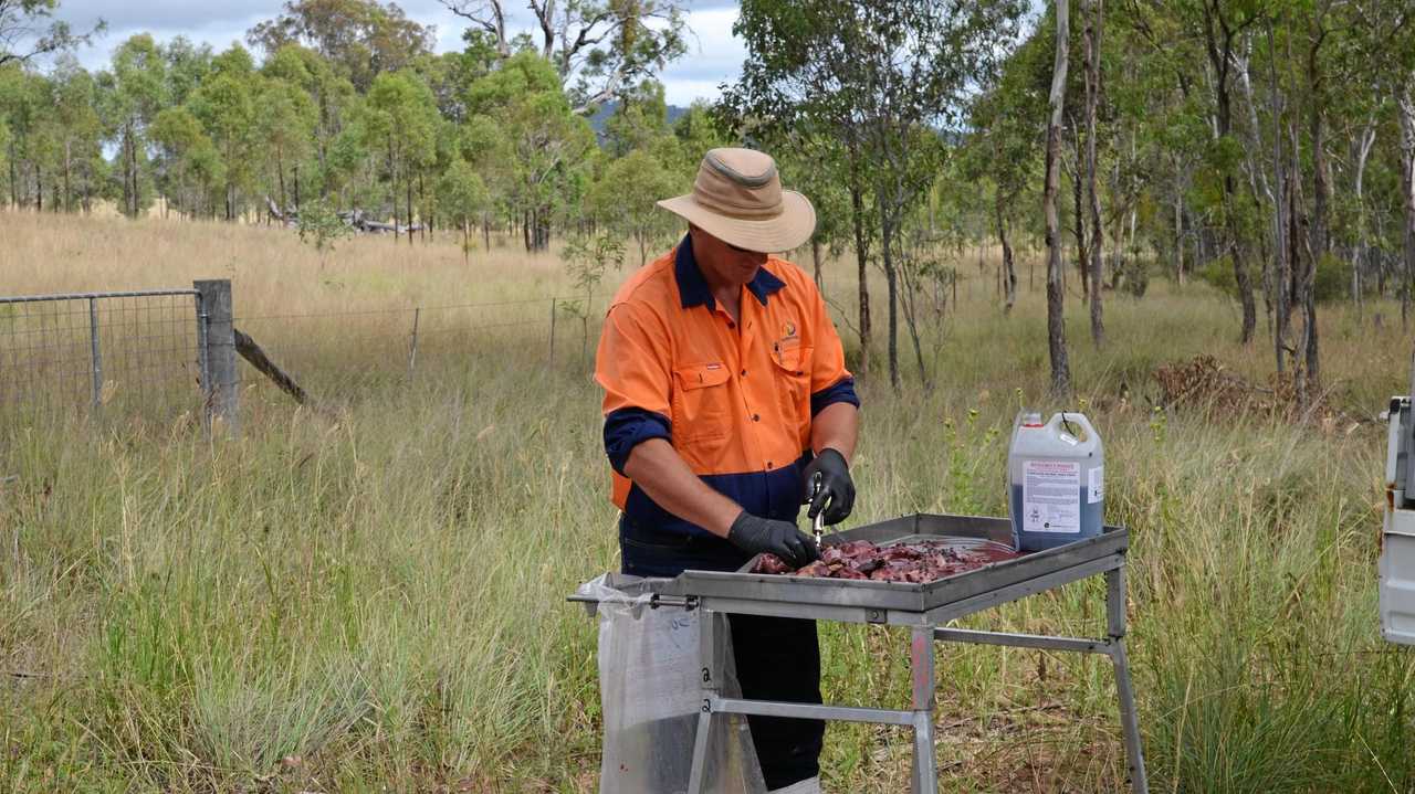 Southern Downs Regional Council local laws pest managment officer Geoff Pitstock injects pieces of meat with the 1080 poison used for wild dog baiting.Photo Sophie Lester / Warwick Daily News. Picture: Sophie Lester