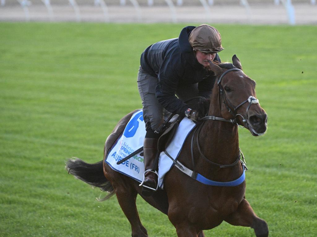 Absurde hopes to upstage stablemate Vauban in the Melbourne Cup. Picture: Vince Caligiuri/Getty Images