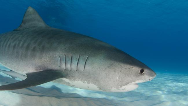 A tiger shark in shallow water.