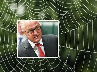 Malcolm Turnbull in web of his own making.