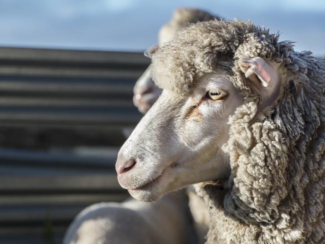 Farmer fined, banned from owning sheep for ten years