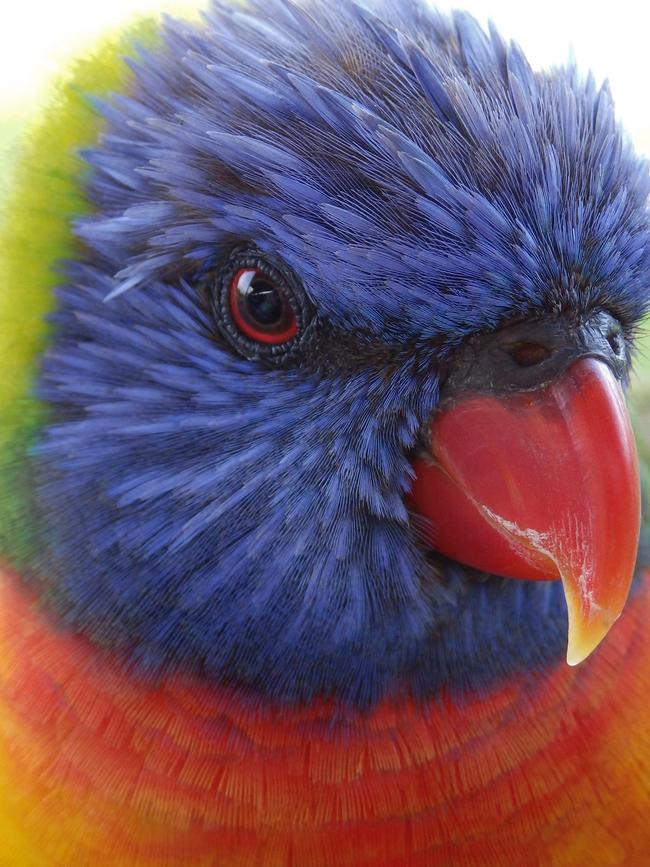 "Face of a Rainbow", taken at Collaroy. Picture: Steve Paterson