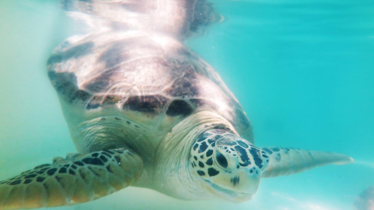 Turtle rehab experience for resort guests | The Cairns Post