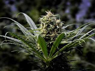 Whopping $500m cannabis project receives Federal licences