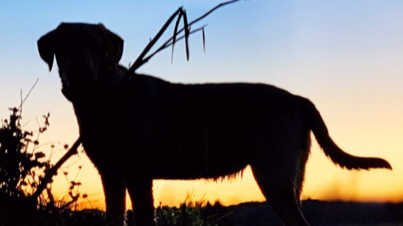 Victor James Tetley charged with bestiality in Mackay | The Courier Mail