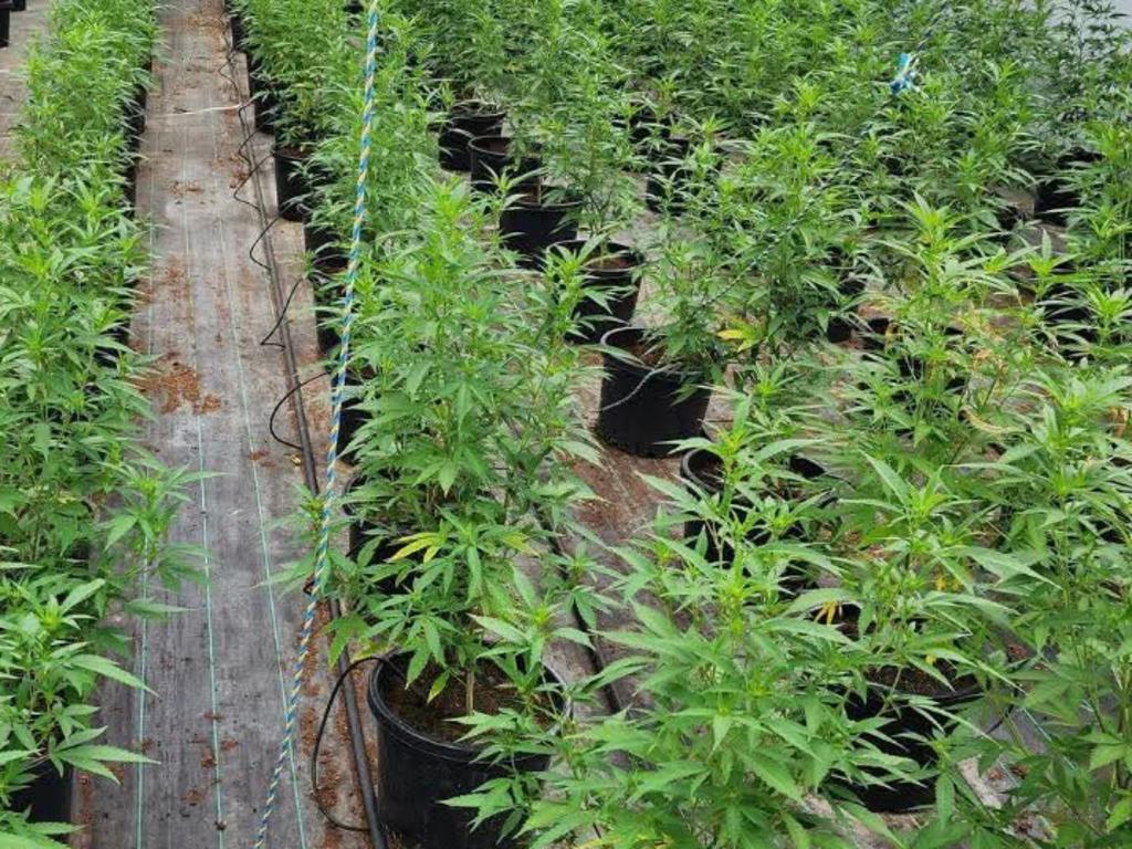 People support sensible regulation of cannabis, Penington Institute chief John Ryan says.