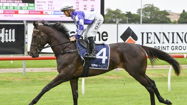 The Maxinator can kick off his campaign on a winning note at Ballina. Picture: Bradley Photos