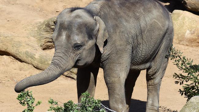 Mali the elephant at Melbourne Zoo eating Diamond Creek tree waste. Picture: Josie Hayden