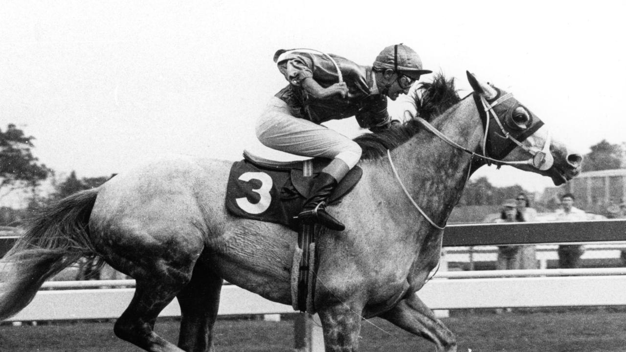 1980 Caulfield Cup. Ming Dynasty. Neg: 801018/67