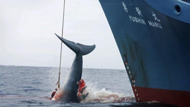 This handout photo taken 07/01/2007 shows the Yushin Maru catcher ship of the Japanese whaling fl