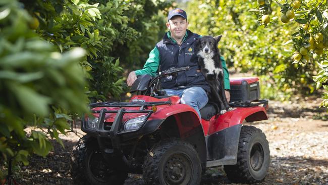 Citrus grower David Arnold on his Waikerie farm, with his dog Max. Picture Simon Cross