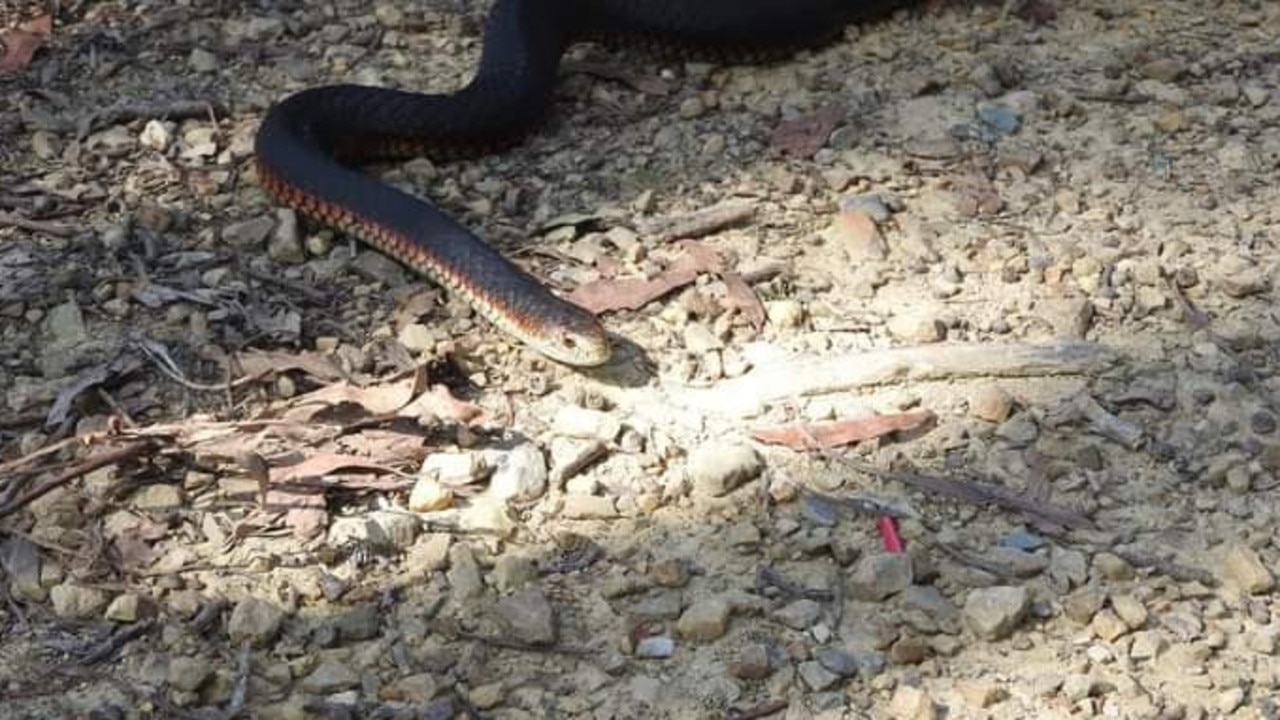 Man bitten by snake at Rockhampton home rushed to hospital