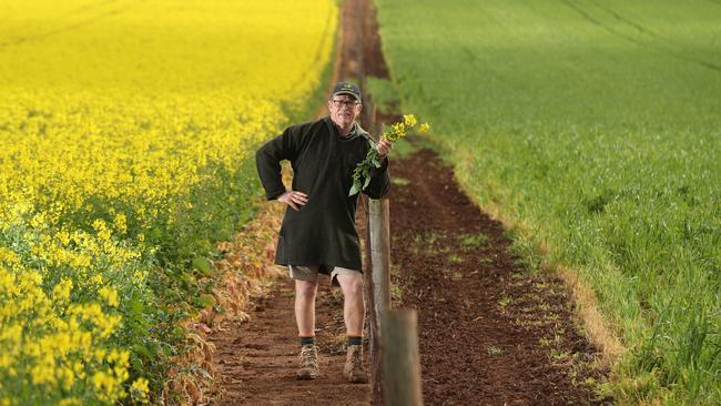 Riverton farmer Steve Ball in one of his canola crops. Picture: Tait Schmaal