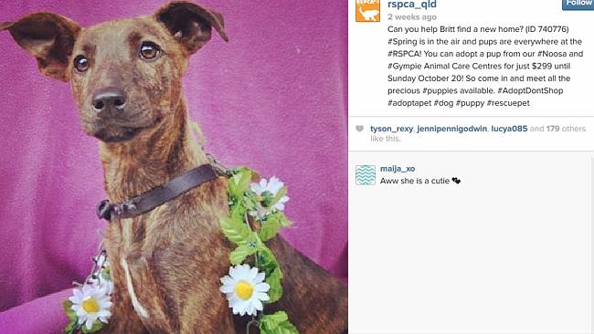 #SPRING: How could you not want to adopt a dog wearing a daisy chain?