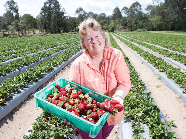 Chambers Flat Strawberry Farm owner Laura Hendriksen. Picture: AAP/Ric Frearson