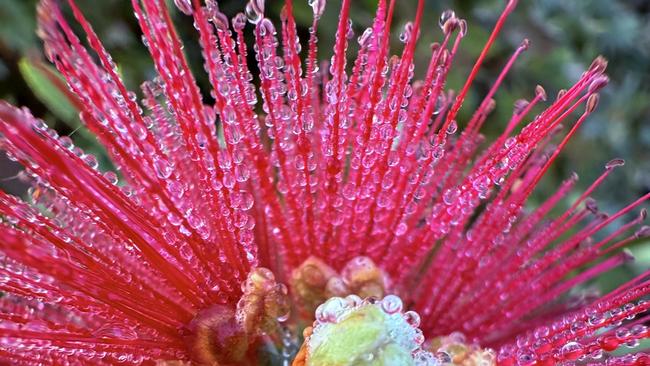 Early morning frost captured using macro mode on the Apple iPhone 16 Pro Max. Photo: Mark Furler