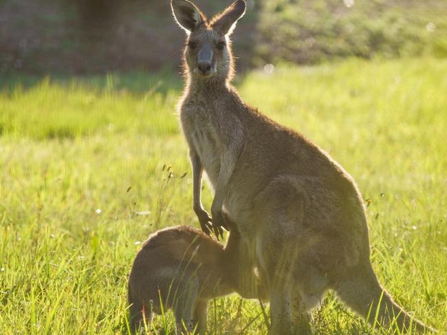 Kangaroos eating grass and playing in the wild in Australia. For TRAVEL Eye 15Feb20. Red rOCK