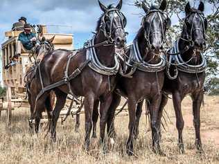 ROLLING ON: Don Ross is bringing his coach and horses to the Cobb and Co Festival. Picture: Contributed