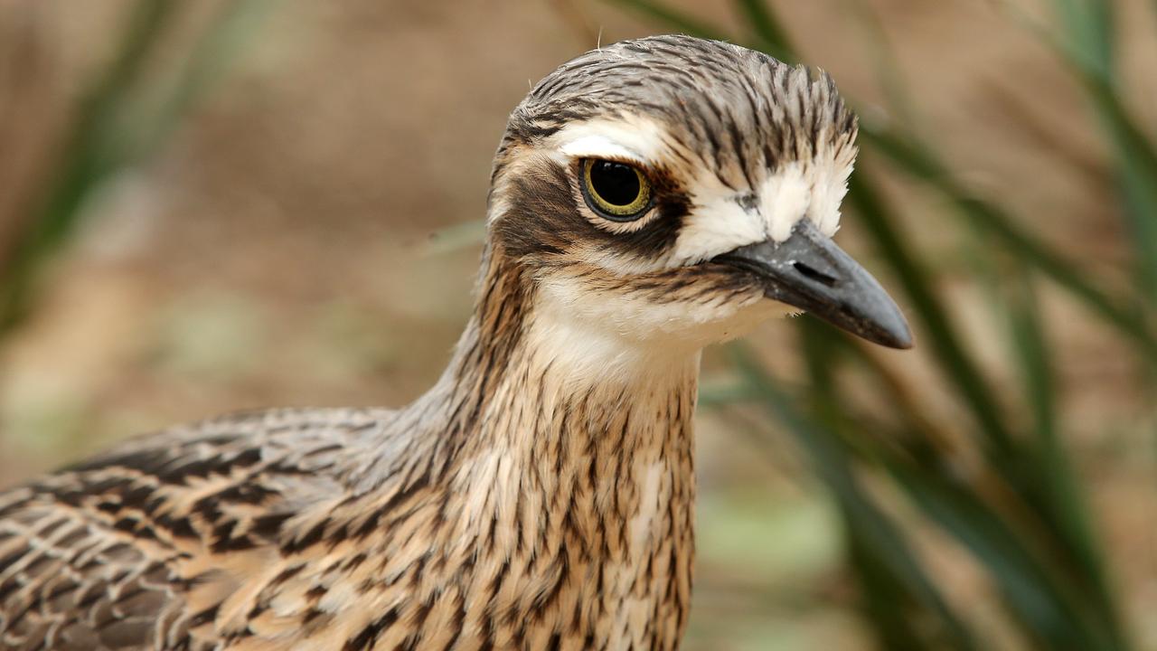 Bush stone-curlew: endangered birds moved from Lara’s Serendip