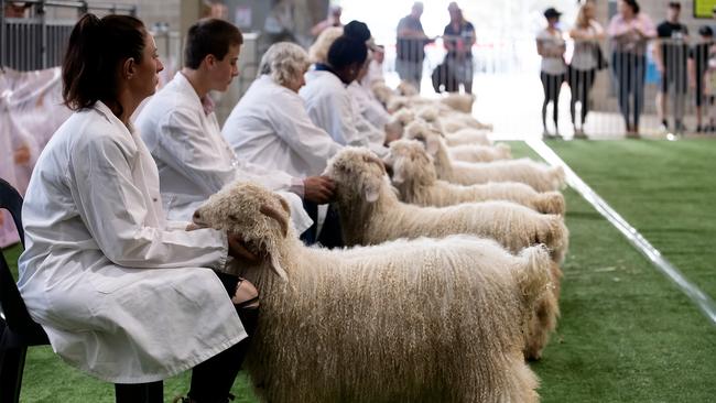 See the Angora Goat judging show.