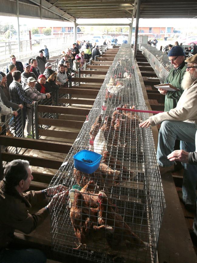 The final sale of poultry at the Geelong Saleyards in 2018. Picture: Alison Wynd