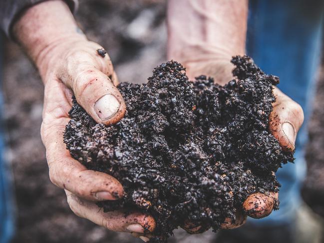 01/08/2019 - A handful of the 400 cubic metre compost heap at Crittenden Estate Picture: Katherine Jamison