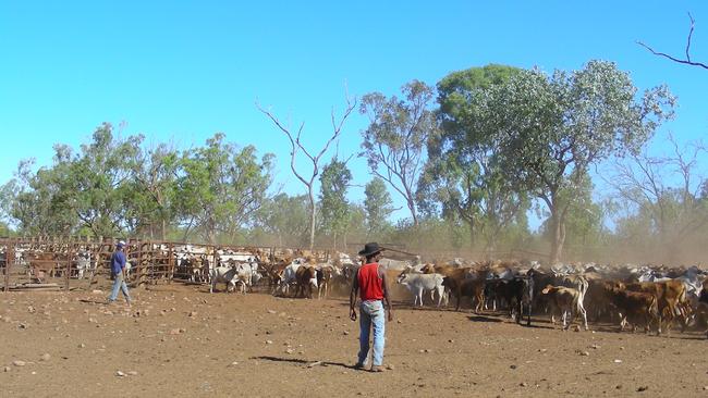 Stockmen in the cattle yards at Wollogorang Station, NT. FEES APPLY