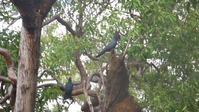 Palm cockatoo in Cape York needs help | Daily Telegraph