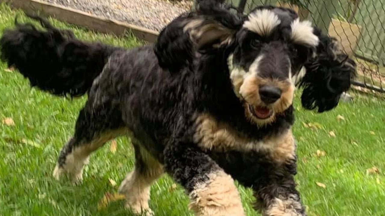 NSW's CUTEST DOG   Miss Rosie the most delightful 2year old Spoodle, sent in by Di Broadfoot from Berowra Heights di612@westnet.com.au '0416120660