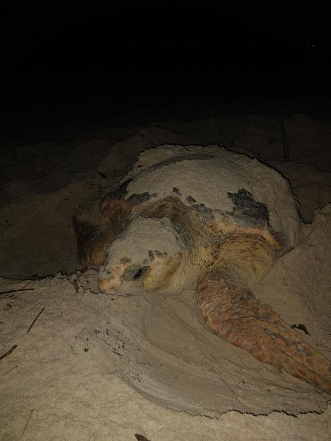 Last month, a Gold Coast local found a loggerhead sea turtle, which had burrowed itself within the sand dunes at Palm Beach, laid more than 40 eggs. Photo: Watergum Community