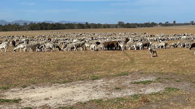 Extreme dry conditions have plagued farmers for the better part of 18 months. Picture: Wayne Smith