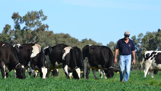 Steve Chesworth walking among his Holstein cows at his dairy near Dubbo in NSW.