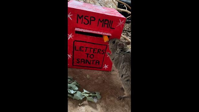 Santa Paws brings Christmas cheer to Adelaide Zoo