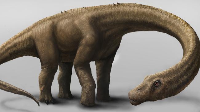 This undated artist rendering provided by the Carnegie Museum of Natural History shows the Dreadnoughtus. The dinosaur Dreadnoughtus had a 37-foot-long neck, 30-foot tail, and weighed an estimated 65 tons. In life, Dreadnoughtus was an herbivore that likely spent much of its life eating massive quantities of plants to maintain its enormous body size. (AP Photo/Carnegie Museum of Natural History, Mark A. Klingler)