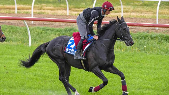 Latrobe in action during Werribee trackwork. Picture: Jason Edwards