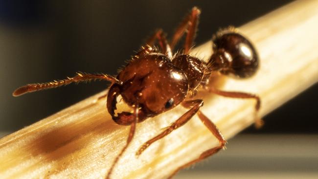 Fire ants are dark reddish-brown with a darker black-brown abdomen and are from two to six millimetres long. Residents and businesses should report any sign of fire ants to the NSW DPI on 1800 680 244