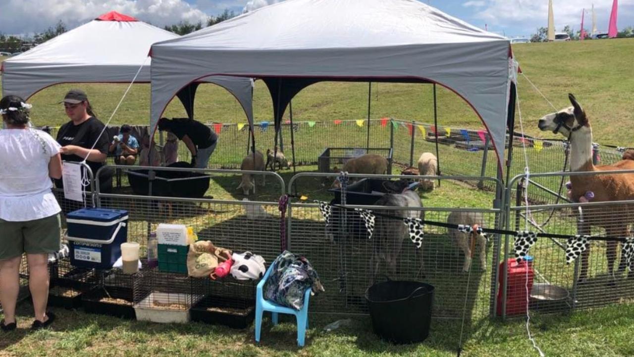 The petting zoo at January's Summer of Love festival in Albion. Picture: Facebook / Summer of Love