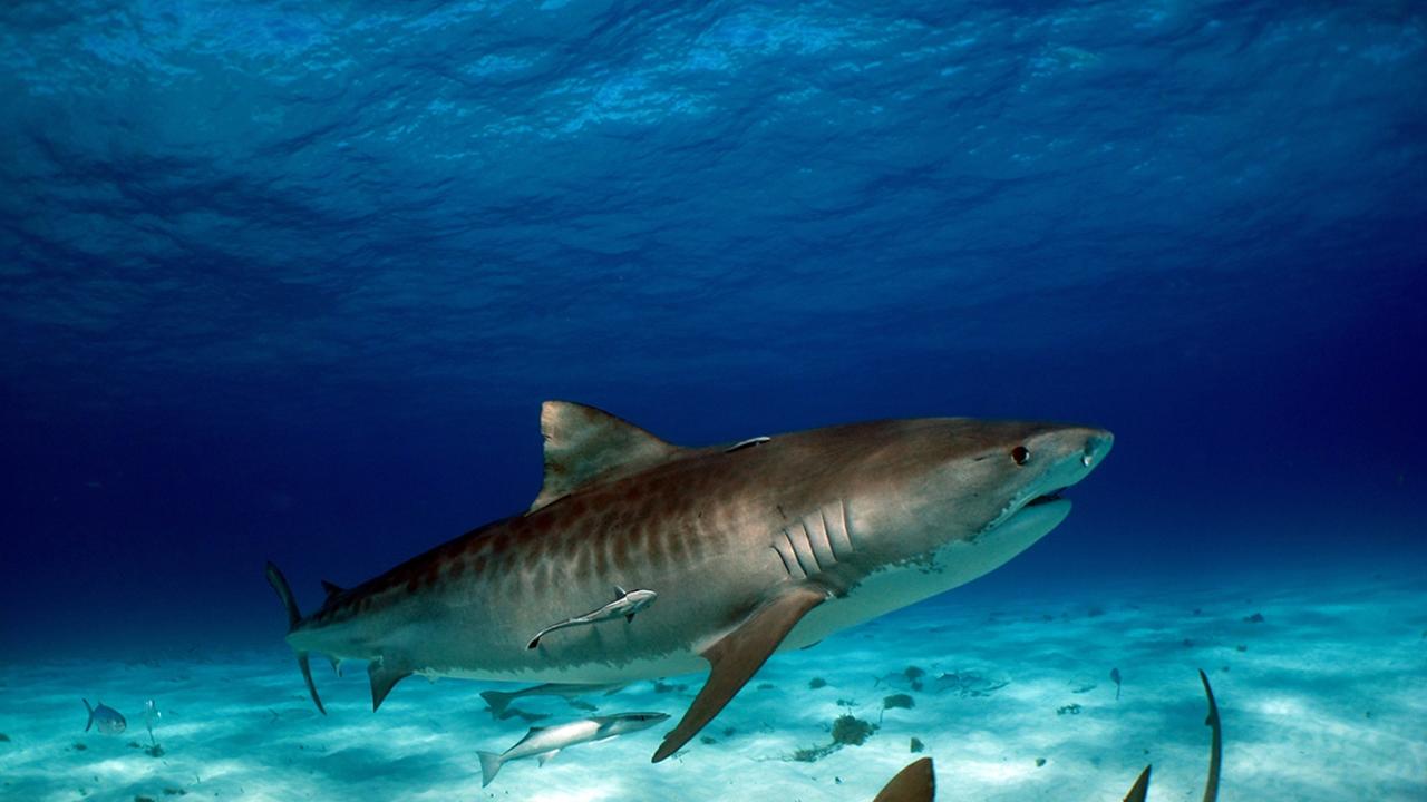 Sharks Cairns: 47 caught off city’s beaches | The Courier Mail