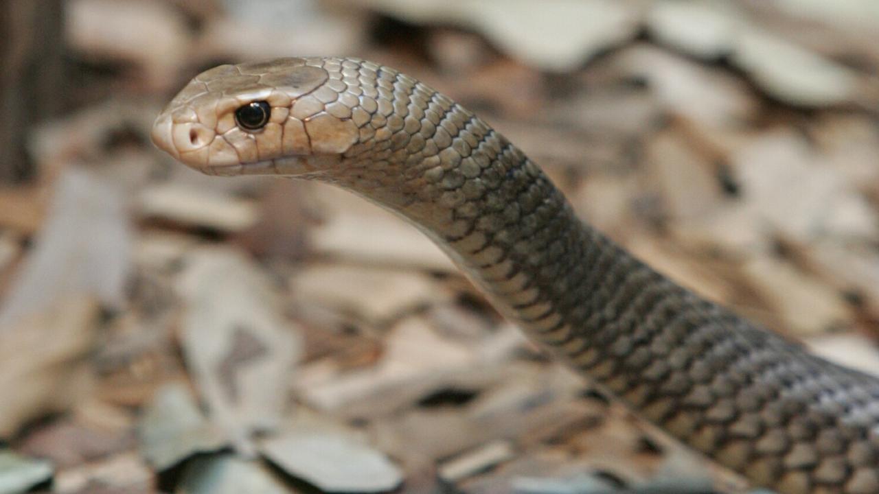 Lenard Conroy sentenced for killing snake in protected wildlife reserve ...