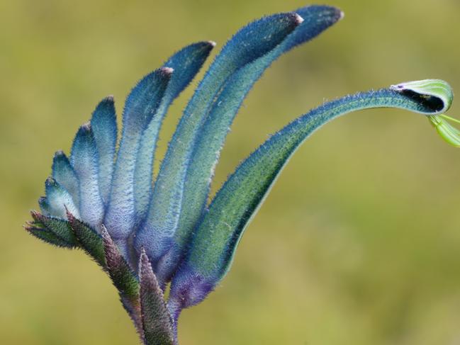 EMBARGO FOR TWAM 13 AUGUST 2022. FEE MAY APPLY.   Ground-breaking plant hybridisation research at the Botanic Gardens and Parks Authority has produced a blue kangaroo paw (Anigozanthos) for commercial release in March 2022. The Ã¢â¬ËMasqueradeÃ¢â¬â¢ kangaroo paw, the only blue variant in existence world-wide, is the result of nearly a decade of development by BGPA plant breeders. Source: Supplied