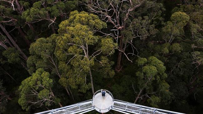 Valley of the Giants, Tree Top Walk.