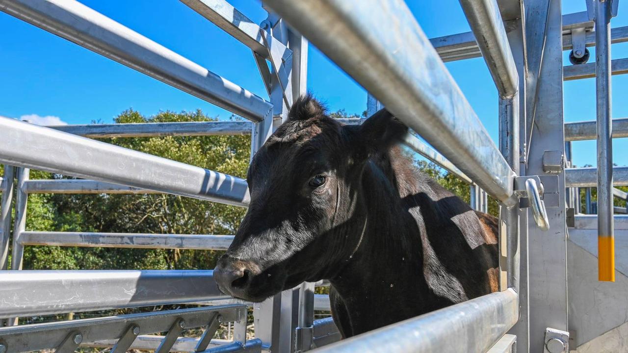 School officials are anxious to catch the escaped bull. Pictured, a different steer in the care of Saint Ignatius’ College Riverview.