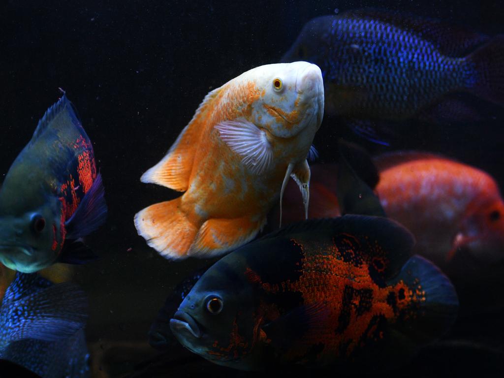 Oscars and Red Devil Cichlids. Picture: Alix Sweeney